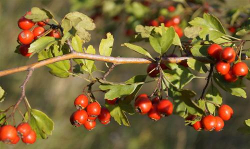 Как посадить и ухаживать за боярышником в открытом грунте 02 Как посадить и ухаживать за боярышником в открытом грунте 02