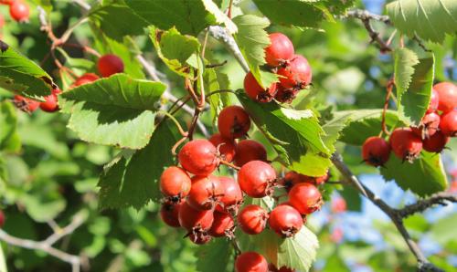 Как посадить и ухаживать за боярышником в открытом грунте 01 Как посадить и ухаживать за боярышником в открытом грунте 01