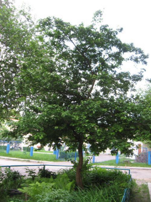 Какие существуют способы размножения боярышника. Скромная красота боярышника. Размножение