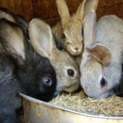 Питание кроликов в личном хозяйстве. Чем кормить кроликов: в домашних условиях
