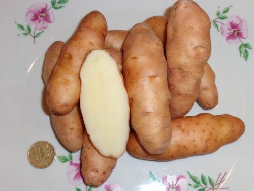 Очень редкий картофель на семена. Скоро будем сажать картошку. А где вы берете посадочный материал? 02 Очень редкий картофель на семена. Скоро будем сажать картошку. А где вы берете посадочный материал? 02