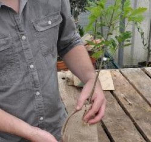 Где посадить боярышник на участке: советы по выбору идеального места 10