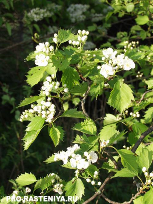 Какие условия освещенности предпочитает боярышник. Боярышник: посадка, условия выращивания, уход, размножение, болезни и вредители