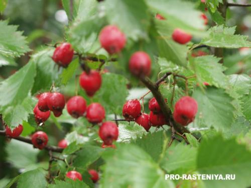 Какие условия освещенности предпочитает боярышник. Боярышник: посадка, условия выращивания, уход, размножение, болезни и вредители