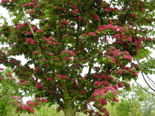 Где посадить боярышник на участке: советы по выбору идеального места 09