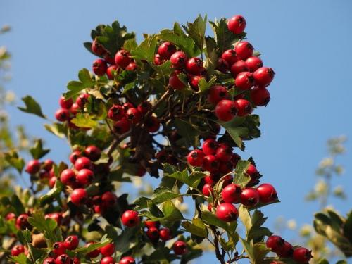 Где посадить боярышник на участке: советы по выбору идеального места 02