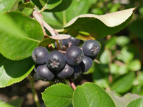 Где посадить боярышник на участке: советы по выбору идеального места 08