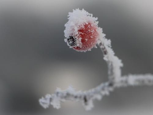 Где посадить боярышник на участке: советы по выбору идеального места 03