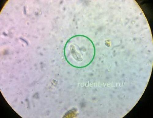 Метеоризм у грызунов и зайцеобразных. Кишечные паразиты (глисты и простейшие) у грызунов и кроликов