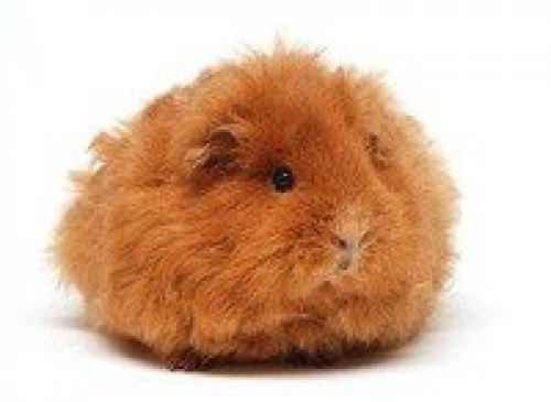 Метеоризм у грызунов и зайцеобразных. Кишечные паразиты (глисты и простейшие) у грызунов и кроликов 04