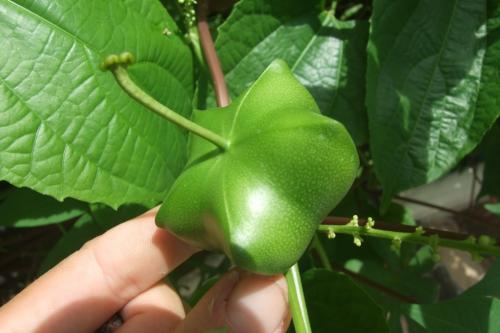 Полезные свойства масла из семян инжира. Применение и свойства масла инжира 03 Полезные свойства масла из семян инжира. Применение и свойства масла инжира 03