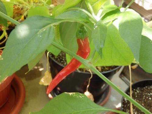 Капельный полив на балконе своими руками. Еще раз про правильный полив балконного огорода