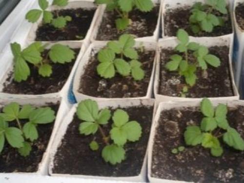 Как пересадить клубнику весной на новое место. Зачем пересаживать клубнику весной? 15