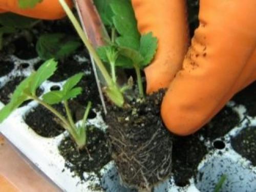 Как пересадить клубнику весной на новое место. Зачем пересаживать клубнику весной? 16