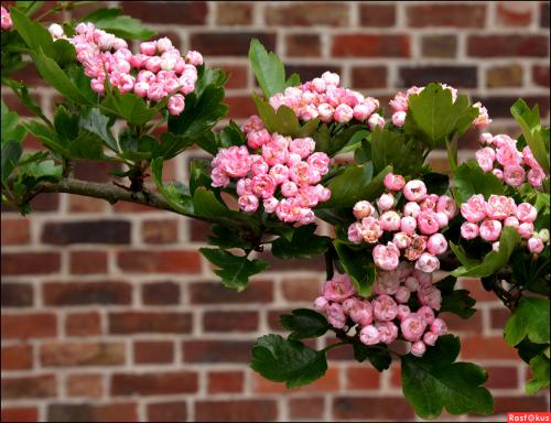 Боярышник в вашем саду: как правильно вырастить это полезное растение 01 Боярышник в вашем саду: как правильно вырастить это полезное растение 01