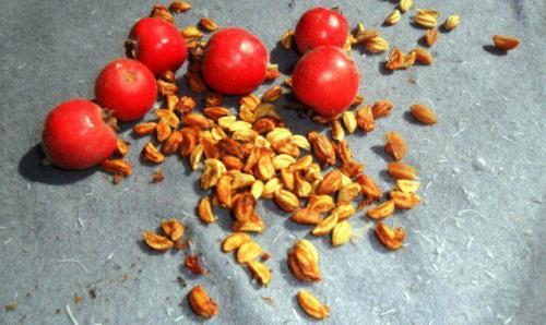 Можно ли выращивать боярышник в контейнерах, и как это сделать. Как вырастить боярышник из семян