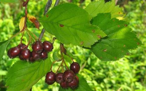 Какие вредители и болезни наиболее часто поражают боярышник. Уход за боярышником в саду