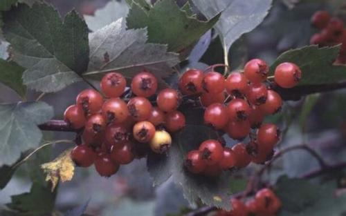 Какие вредители и болезни наиболее часто поражают боярышник. Уход за боярышником в саду