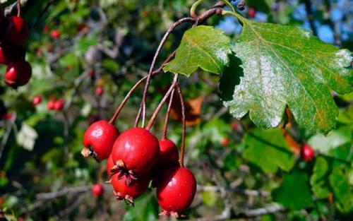 Какие вредители и болезни наиболее часто поражают боярышник. Уход за боярышником в саду