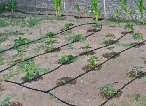 Капельный полив своими руками из подручных материалов. Дача своими руками