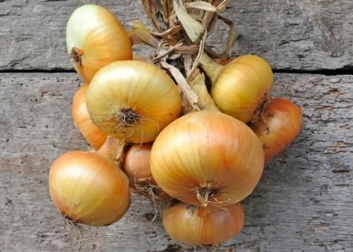 Сравниваем белый и красный лук. Чем отличаются красный и белый лук 04