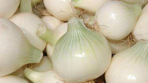 Отличия белого репчатого лука от обычного. Для чего можно использовать белый лук