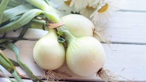 Отличия белого репчатого лука от обычного. Для чего можно использовать белый лук