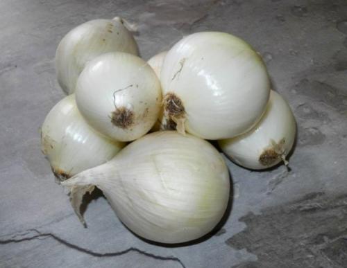 Лук Севок салатный белый. Лучшие сорта белого лука 03