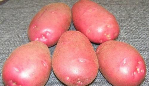 Сорта картофеля уральской селекции. Новые сорта картофеля для урала