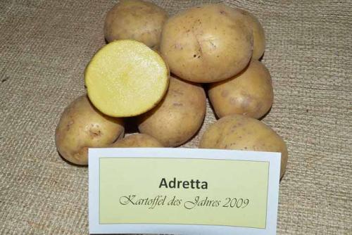 Урожайные сорта картофеля 2022. Рассыпчатые сорта картофеля – ТОП-20 2022 года