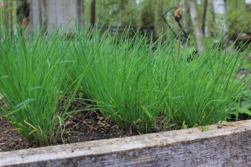 Голландские сорта лука на перо. Лук на перо –, какой сорт лучше выбрать для посадки на зелень