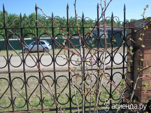 Как бороться с болезнями боярышника осенью. Засыхает боярышник... у кого есть опыт его выращивания?