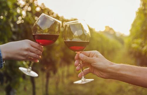 Сорт винограда для вина. Лучшие сорта винограда для вина: фото, названия и описания (каталог) 21