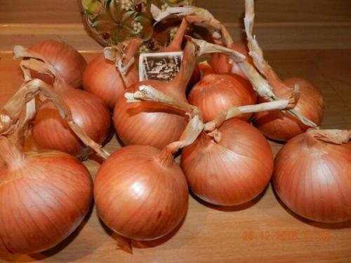Лучшие сорта лука с описанием. Сорта лука — 70 лучших сортов 2023 18