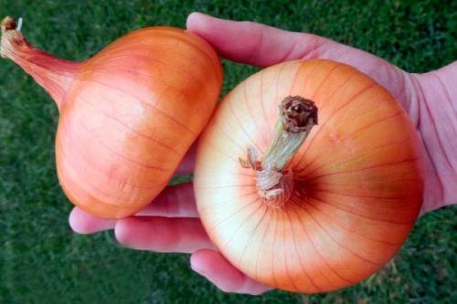 Сорта лука для зимнего хранения. Озимые сорта лука: описание, характеристики, преимущества и недостатки