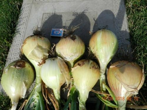 Лучшие сорта лука с описанием. Сорта лука — 70 лучших сортов 2023 19