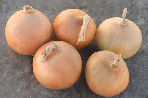 Сорта лука для зимнего хранения. Озимые сорта лука: описание, характеристики, преимущества и недостатки