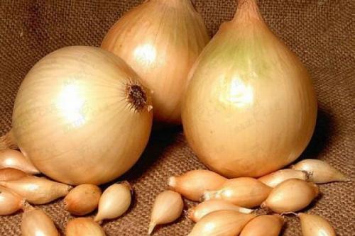 Сорта лука для зимнего хранения. Озимые сорта лука: описание, характеристики, преимущества и недостатки