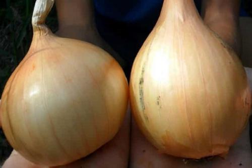 Сорта лука для зимнего хранения. Озимые сорта лука: описание, характеристики, преимущества и недостатки