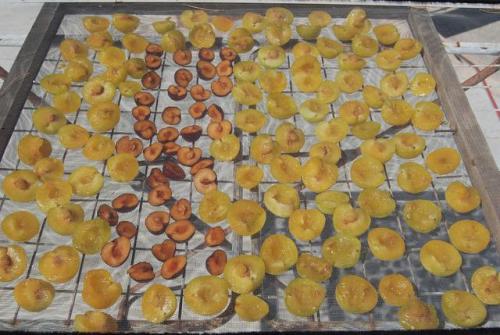 Как сушить сливу на солнце. Как сушить чернослив в домашних условиях: сушим сливы на солнце, в духовке и электросушилке