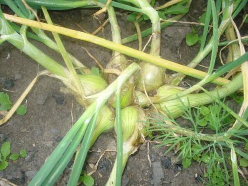 Лучшие сорта лука с описанием. Сорта лука — 70 лучших сортов 2023 17