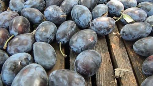 Как сушить сливу на зиму. Как сушить сливу в домашних условиях? 5 способов 14 Как сушить сливу на зиму. Как сушить сливу в домашних условиях? 5 способов 14