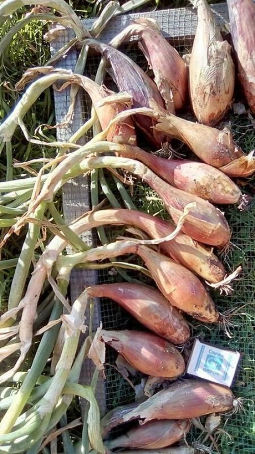 Лучшие сорта лука с описанием. Сорта лука — 70 лучших сортов 2023 20