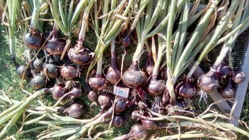 Лучшие сорта лука с описанием. Сорта лука — 70 лучших сортов 2023 23