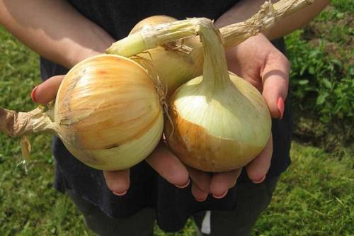 Сорта лука для зимнего хранения. Озимые сорта лука: описание, характеристики, преимущества и недостатки
