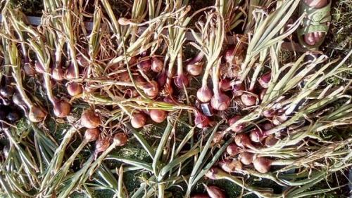 Лучшие сорта лука с описанием. Сорта лука — 70 лучших сортов 2023 22