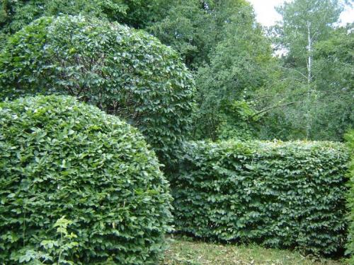 Как использовать садовые инструменты для правильного формирования куста. Стрижка кустов — основы правильного выбора растений и формирования правильных форм, подбор инструмента (фото + видео)