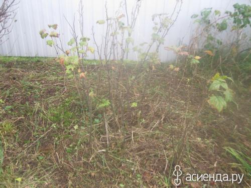 Что может произойти, если не соблюдать правила обрезки черной смородины. Наглядно, что может случится если не обрезать черную смородину.