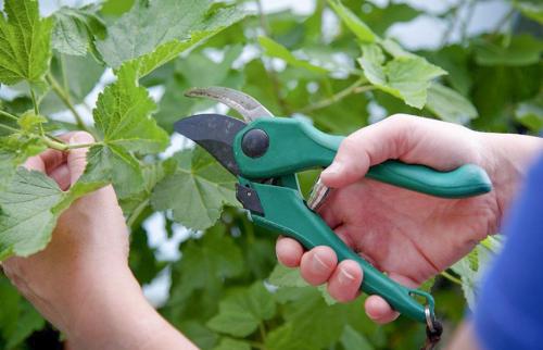 Почему важно обрезать черную смородину осенью. Черная смородина: обрезка осенью