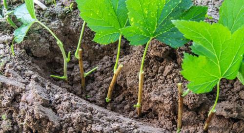 Как формировать красную смородину: полное руководство для начинающих 06